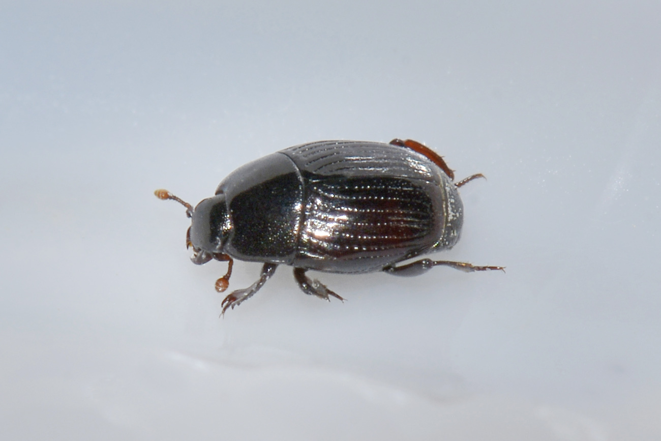 Histeridae: Carcinops sp? S. C. pumilio